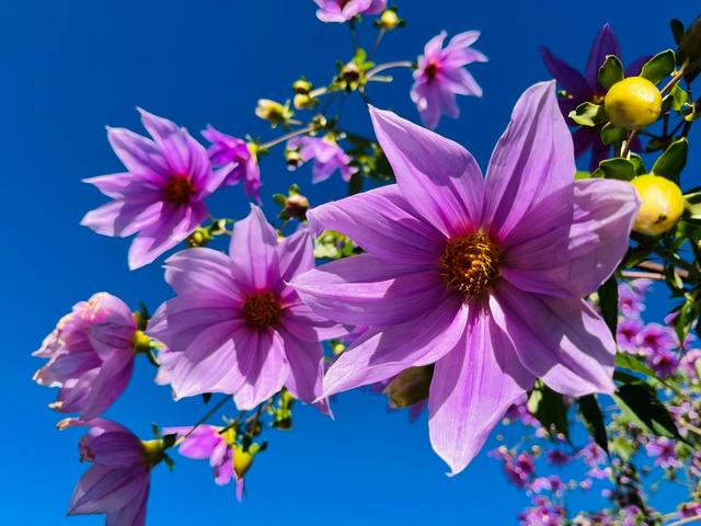 初冬限定，三家村水库邂逅油画级大丽花海