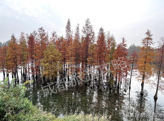 成都最美水杉红了，染红了湖面，不要门票，地铁公交直达！