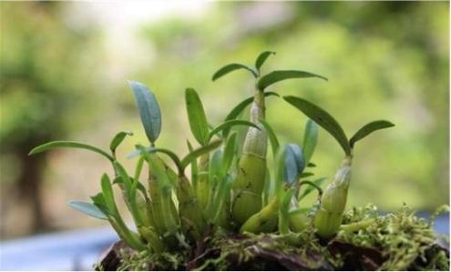 石斛的主要产地 2025年铁皮石斛的主要产地