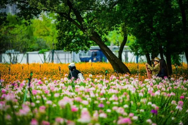 虎丘山脚下的免费公园！四片超大的缤纷花海，一次性看个够！