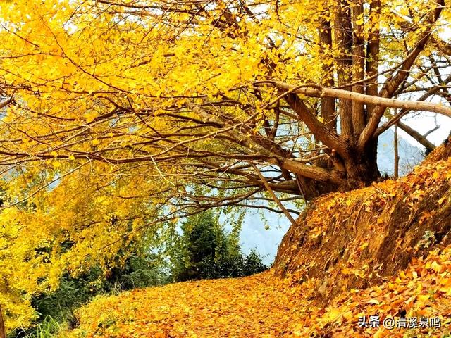 银杏染秋——九峰的金色童话