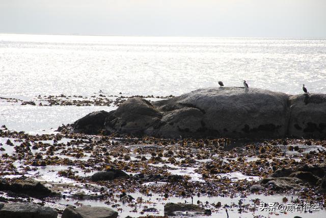 南部非洲：南非开普敦企鹅岛
