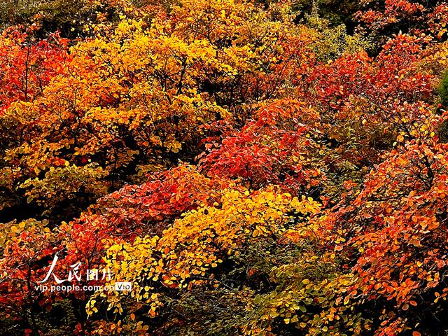 山西平陆：中条山红叶迎来最佳观赏期