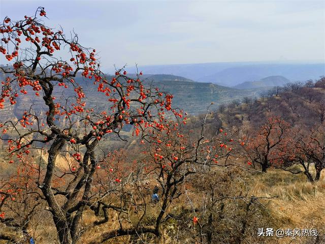 彬州市：多举措提升罗店村柿林观赏地游客满意度