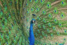 春日必看！郑州市动物园孔雀求偶季限定开屏啦图片