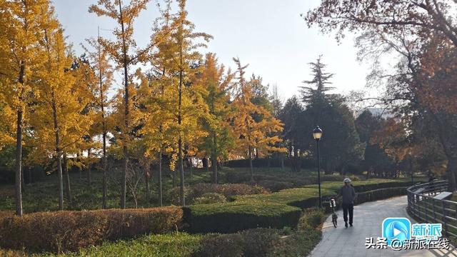 潍坊这些银杏观赏地，个个含“金”量满满！