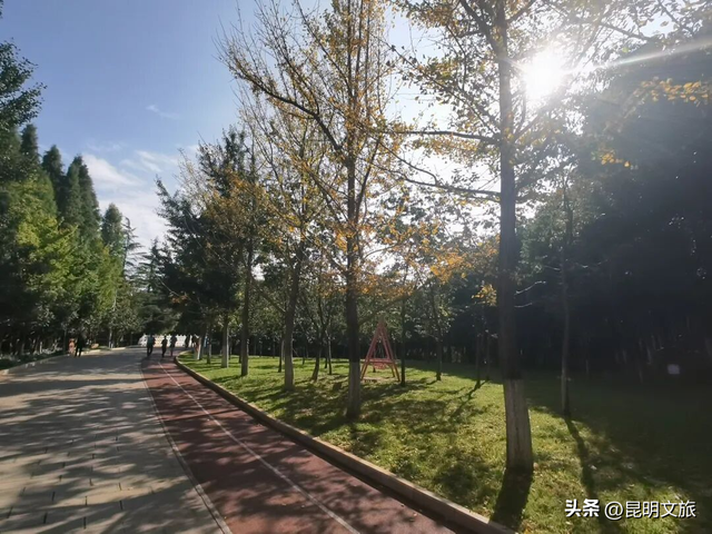 跟着赛事游昆明｜昆明金色信号已满格！这份“市区寻金图鉴”带你解锁冬日温柔