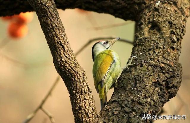 【图说康县】雪羽翩然处，皆是故乡音