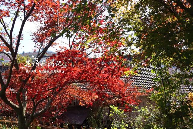宁波四明山中鲜有人知的乡村，却被誉为中国红枫之乡，景色太迷人