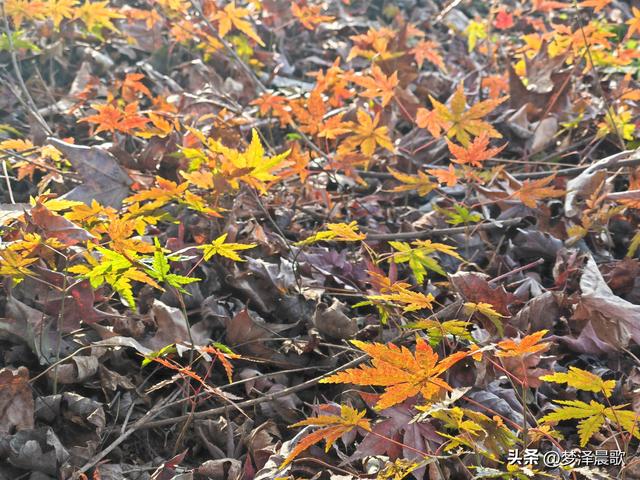 千年古城湖北云梦 冬日暖阳红枫艳