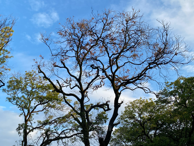 麒麟山真理公园1：这里的美景惊艳整个黄埔，你来过这里吗？