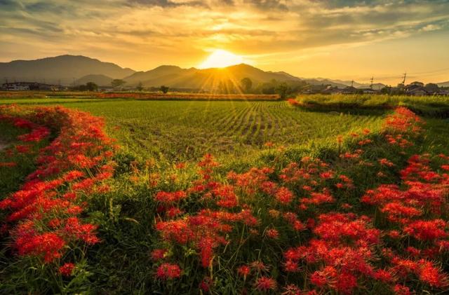 9月去看绝美彼岸花吧！日本10大赏花出片景点全攻略~