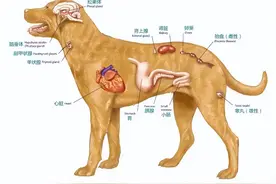 每天认识一个狗狗常见病 —— 胰腺炎图片