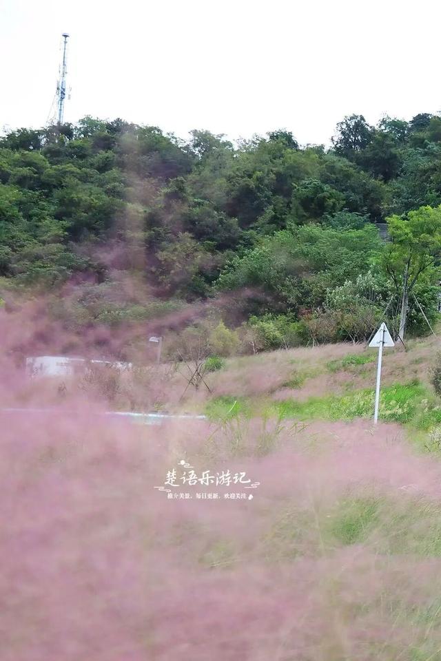 宁波又一处粉黛花海上线，就在网红公园里，湖光与山色相互映衬