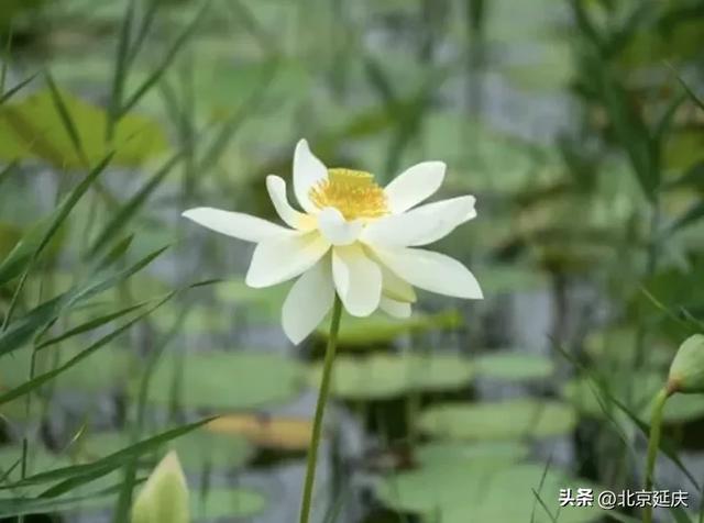 绝美!延庆的“夏与荷”——