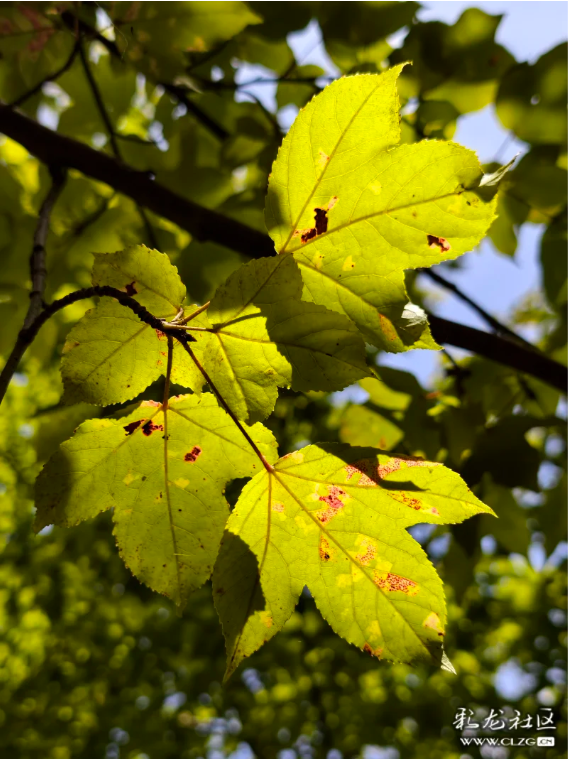立冬 昆明植物园拾秋