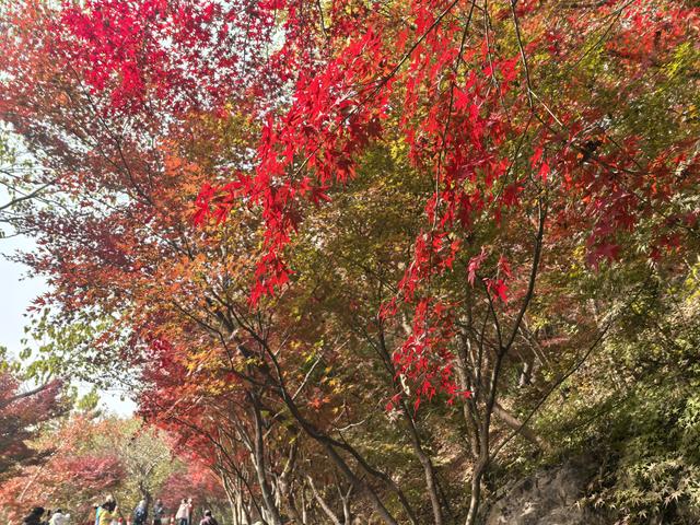 南京栖霞山一日徒步，游千年古刹，看漫山红叶