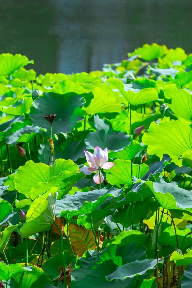 藕花深处棹歌远，江汉夏日荷风集