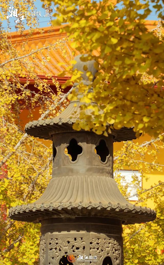 长沙银杏浓度即将达到100%！这波“小确杏”你要接住→