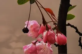 大家知道什么是海棠血泪吗？图片