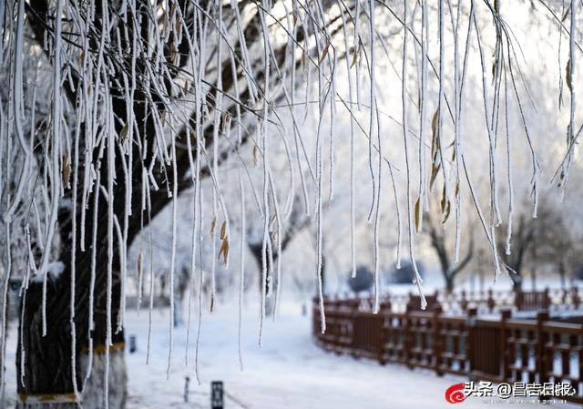 奇台雾凇上线！满城“银花”开，这是独属于昌吉的冬日浪漫