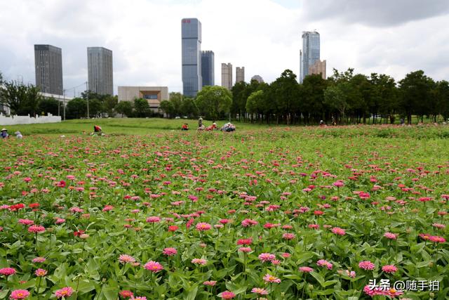 江苏苏州昆山花桥地铁站遇见粉色花海，百日菊盛放宛如画卷