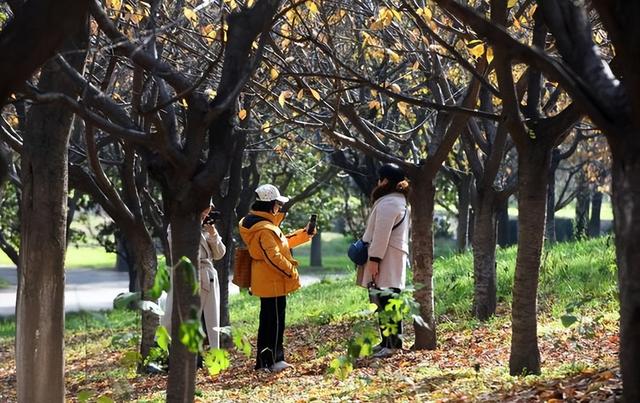 西安大明宫里邂逅初冬暖阳