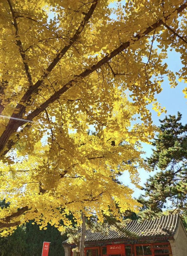 人间满目皆清欢，唯有银杏不负	，秋金灿灿的银杏叶，金灿灿的海洋