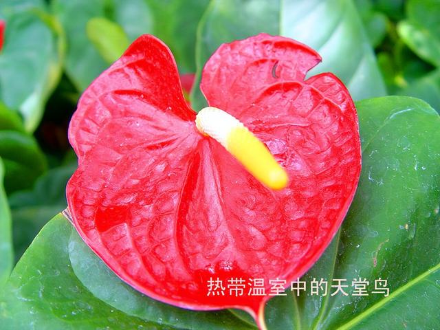 北京旅游：走进西山脚下的植物园（图）