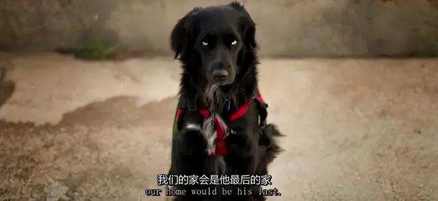 一对夫妻，为了一条狗，种出了一座森林