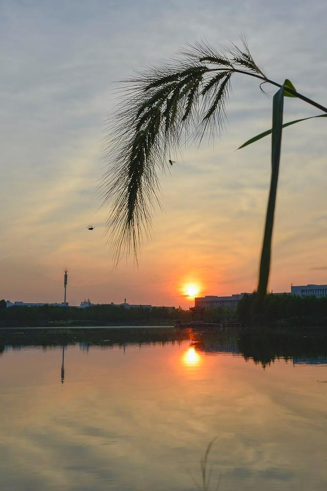 天门北湖的夏天之夜/兰月亮
