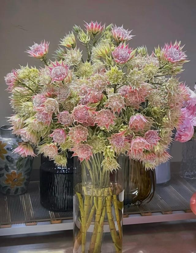 新晋“网红”植物—新娘花，美如其名，冬春两季绽放，阳台也能养