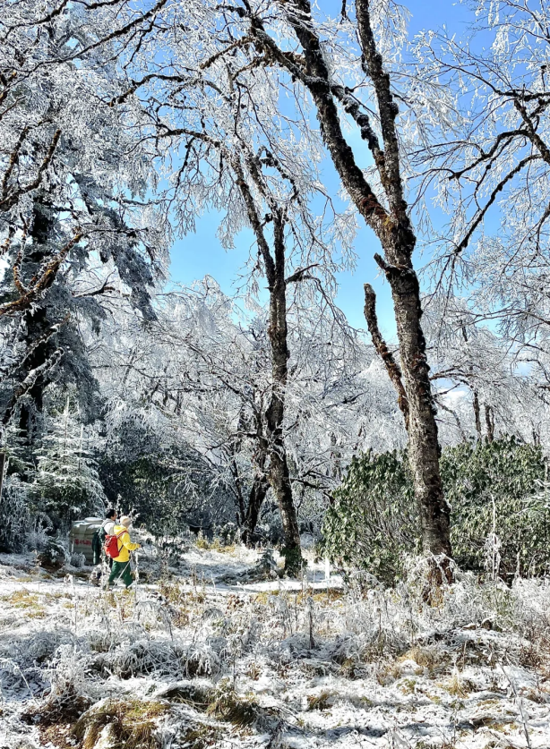 最佳观赏期！雅安的红叶彩林“封神”啦！