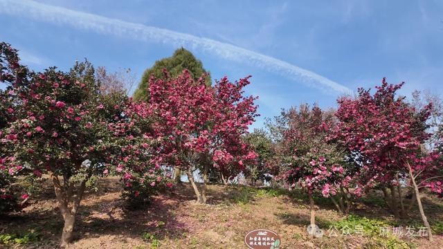 最佳观赏期已到!邂逅麻城冬日柔美风景~