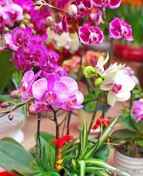 78岁阿姨自驾游爆红：原来最好的生活，和年龄无关