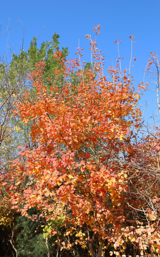 莲花池公园满目鎏金，这个周末等您来赏→
