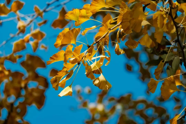 银杏黄了，太阳暖了，武侯在等你
