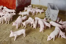 仔猪市场走势分析，后续市场如何？图片