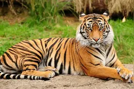 老虎灭绝的后果有多严重？中国新疆虎的消失，带来了惨痛的教训图片