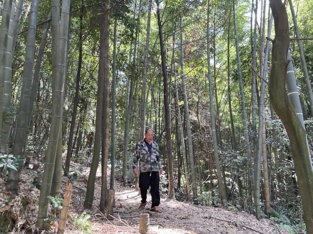 家在缙云青绿间 “两山”路引归乡客