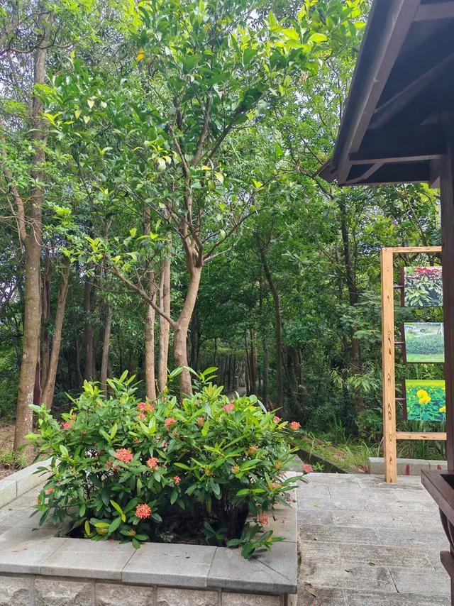 曾腾芳：在珠海登将军山