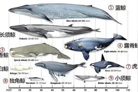 世界十大名鲸，传说英王权杖为鲸角所制？图片