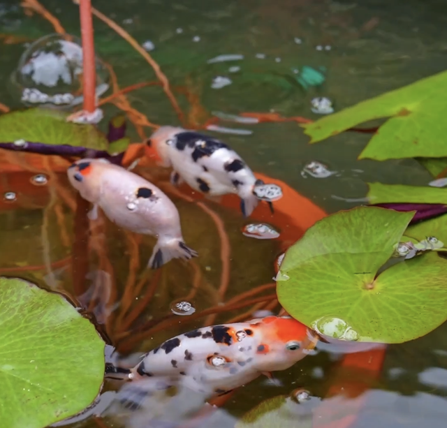 10国非洲媒体人来北京市通州区台湖镇打卡啦！