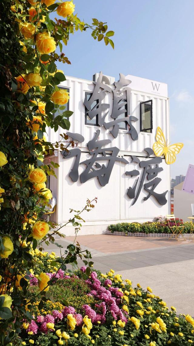 去赏菊，感受五彩斑斓的秋意！