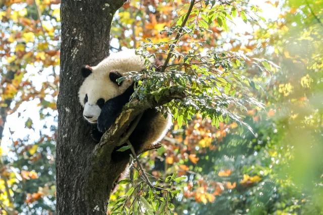 “秋假”开耍！带着小宝来雅安准没错！