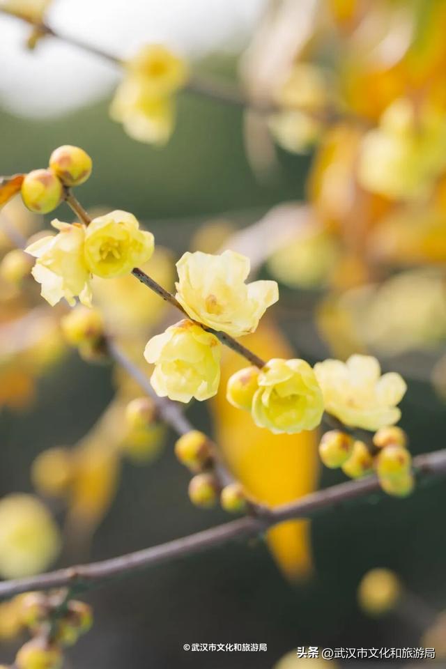 万株兰花盛放，2026赏花季，来了！