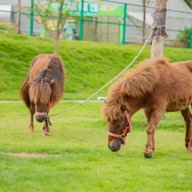 在高明跨年，全城活动汇总来了！有飘雪、市集、烟花秀……