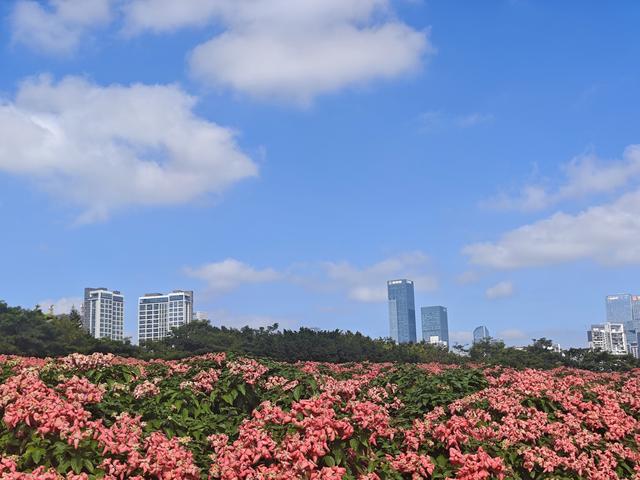 从学苑大道入大沙河绿过大学城后进深圳弯公园流花山景点【高清】