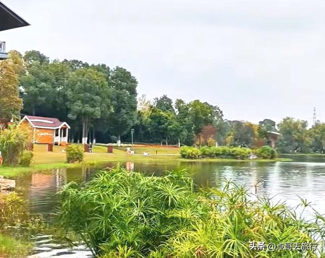 成都主城区最大人工湖，秋天超级惊艳，不要门票，地铁公交直达！