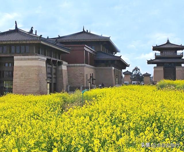 成都最美的古风油菜花田，坐在花田中免费看大飞机，公交车直达！